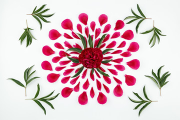 Top view of a floral pattern of peony petals. Composition of flowers on a white background made by hand. Photographed close-up.