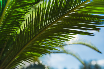 day sunlight and green palm branches