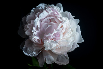 peony flower