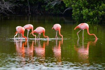 American Flamingo - Phoenicopterus Roseus Group Fishing In The Lake