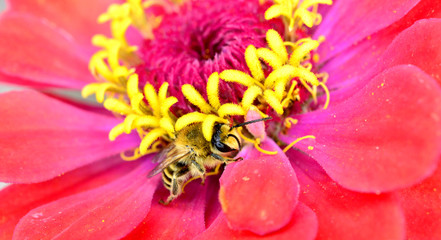 honey bee on gerbera daisy,