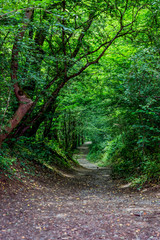 Sur le sentier du Bois de Serre à Dardilly