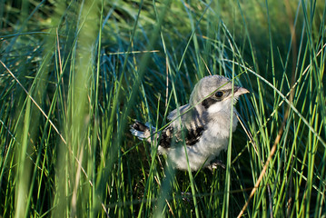Baby Loggerhead shrike (Lanius ludovicianus), in spanish: Alcaudón americano, a passerine bird. It is a predatory species that hunt insects during the day. Population have been decreasing since 1960s. © Jeremy