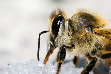 Macro of a Western Honey Bee( also known as European  Honey Bee) eating sugar crystals. The species...