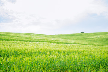beautiful view of green barley filed. copy space