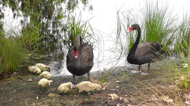 A pair of Black Swans with their cygnets feeding on the shore of a lake in Western Australia.