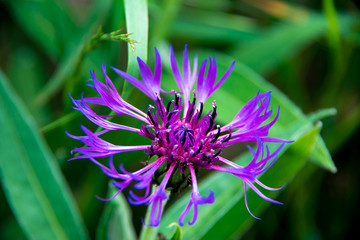Focus on mountain bluet flower