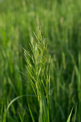 Зеленый колос на фоне травы