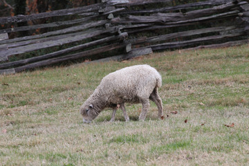 Obraz premium Sheep