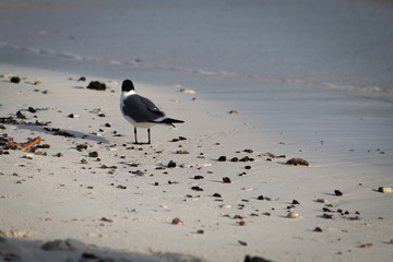 Bird on a Beautiful Beach