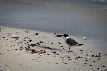 Cute Black and White Bird on Beach