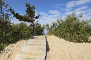 Dunes with wooden walkway to Baltic sea. Board way over sand hill of beach dunes and lonely pine tree in Lithuania.