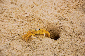 Close-up of a crab near its burrow in the sand on beach of Juquey, an amazing and tropical village in the coast of the São Paulo State, southwestern Brazil.