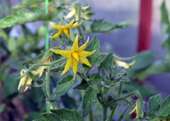 yellow flowers growing tomato in the garden in the summer