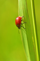 Beetle crawling on the stem.