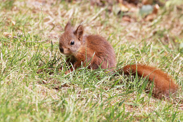 Naklejka na ściany i meble young and small european squirrel (Sciurus vulgaris)