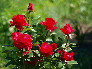 Beautiful bush of roses