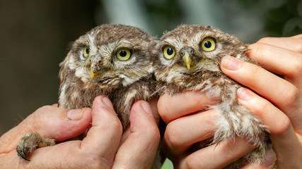 little owl