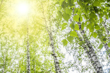summer birch forest