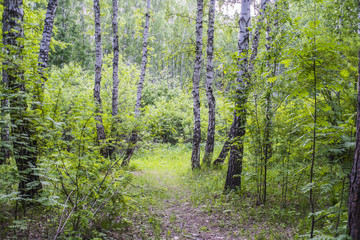 Obraz premium letni brzozowy las