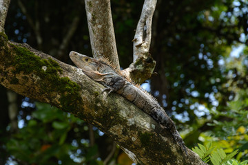 Lizard resting over a trunk