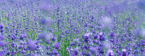 Selective focus on lavender flower in flower fileds