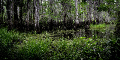 Obraz premium Shingle Creek Wilderness