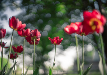 Obraz premium tulip, flower, spring, tulips, nature, purple, pink, garden, flowers, green, field, floral, beauty, blossom, bloom, plant, beautiful, flora, color, park, petal, colorful, red, summer, season