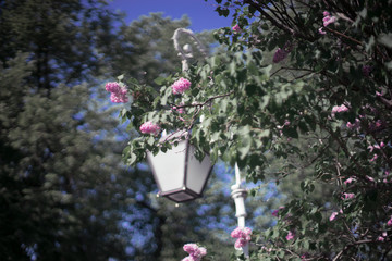 flower, flowers, garden, nature, pink, plant, green, summer, spring, flora, floral, blossom, bloom, beauty, beautiful, purple, colorful, red, petunia, color, petal, leaf, gardening, rose, decoration