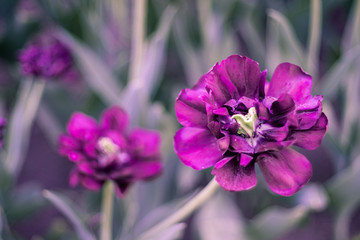 flower, pink, nature, purple, flowers, garden, plant, blossom, flora, bloom, summer, spring, green, petal, floral, macro, beauty, violet, beautiful, closeup, blooming, color, plants, bright