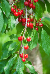Cherries hanging on a cherry tree branch.