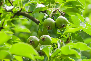 Tasty young green healthy organic pears hanging on a branch with shallow depth of field.