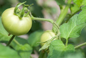 green tomatoes on tomato tree