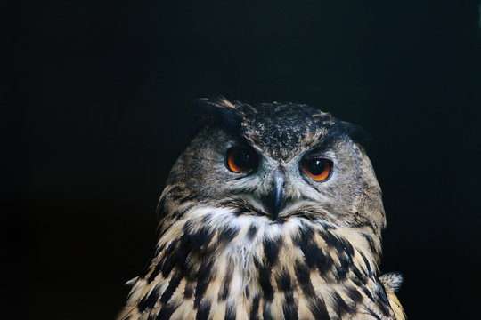 tawny owl (strix aluco) against black background 