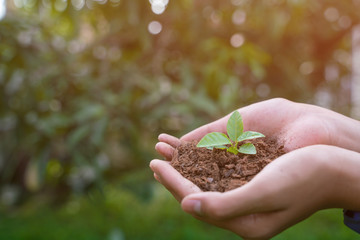 Fototapeta premium Children are planting tree to help increase the fresh air to the world.