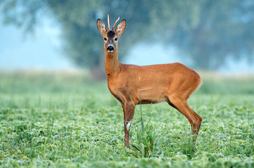 Wild roe deer standing in a soy field