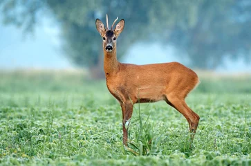 Printed kitchen splashbacks Roe Wild roe deer standing in a soy field