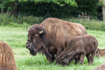 Bison