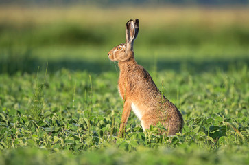 Wild brown hare sitting in a soy field © Soru Epotok