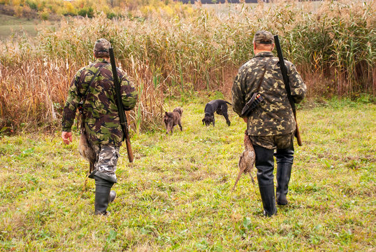 Armed hunters with dogs hunt pheasants