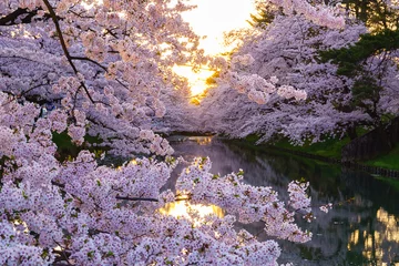 Crédence de cuisine en verre imprimé Fleur de cerisier 弘前公園の桜 Hirosaki park