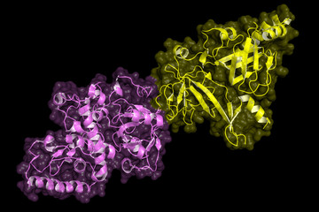 BRCA2 (breast cancer susceptibility gene 2) tumor suppressor bound to DSS1. Cartoon model with semi-transparent surface.