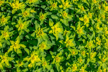 background milkweed multi-color