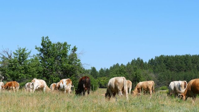 A large herd of cows grazes on the green grass by the forest. Agriculture and livestock.