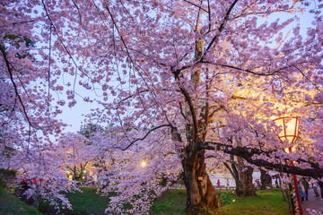 弘前公園 桜のライトアップ Hirosaki park cherry blossoms