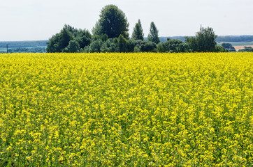 Obraz premium Rapeseed background,also known as rape,oilseed rape is a bright-yellow flowering member of the family mustard,cultivated mainly for its oil-rich seed.rapeseed flower blooming in farmland