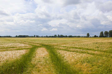 Fototapeta premium ripening barley crop