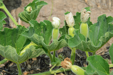 Leaf and vine of plant