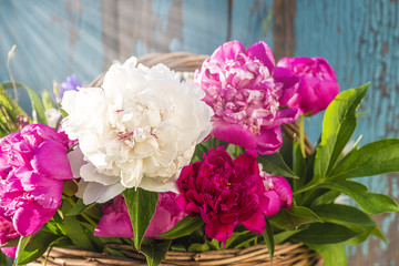 Beautiful multicolored peony flowers in wicker basket on old blue background