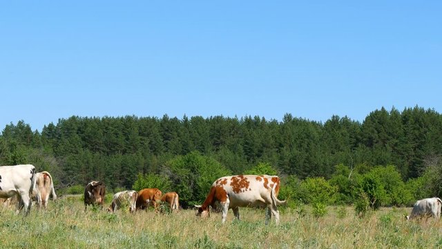 A large herd of cows grazes on the green grass by the forest.